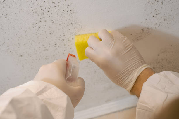 Best Asbestos and Lead Testing During Mold Inspection  in Grand Meadow, MN