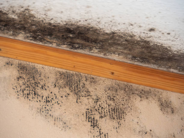 Best Post-Remediation Verification Testing  in Grand Meadow, MN