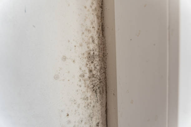 Best Airborne Mold Testing  in Grand Meadow, MN